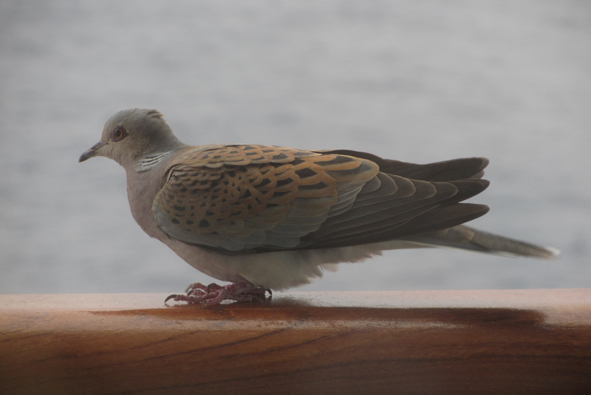 Azura Eastern Med Cruise: Day 6
