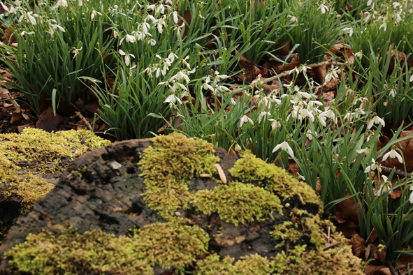 Snowdrops – Welford Park